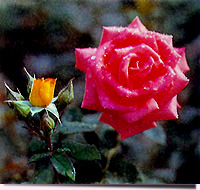 Чайная роза - популярнейшее в мире вечнозеленое декоративное растение