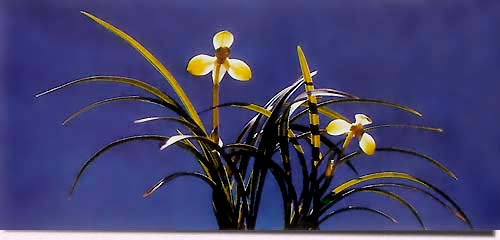 В Китае выращивается 300 с лишним видов орхидей