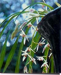 Орхидея - многолетнее вечнозеленое травянистое растение